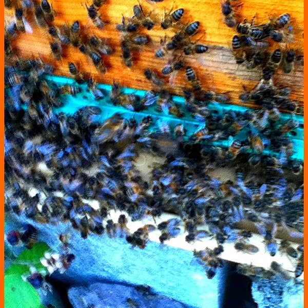 Color abeilles